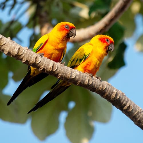 Sun Parakeet