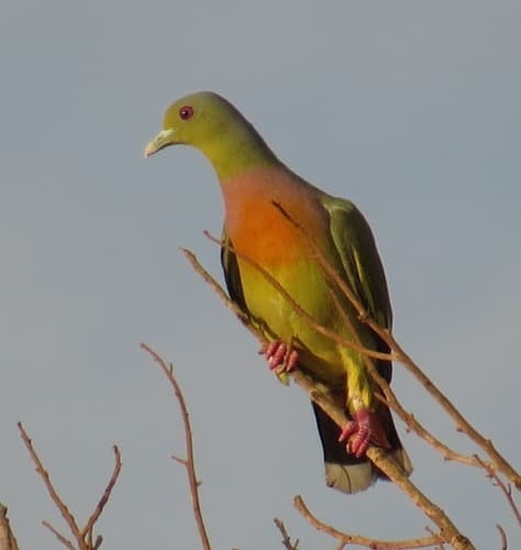 Orange-breasted Green-Pigeon