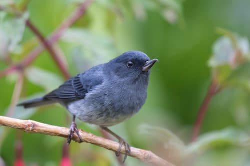 Slaty Flowerpiercer