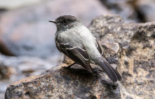 Torrent Tyrannulet