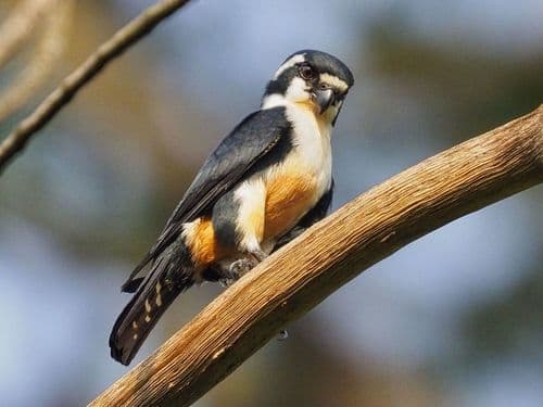 Black-thighed Falconet