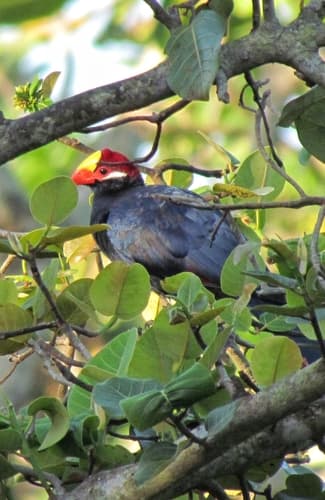 Violet Turaco
