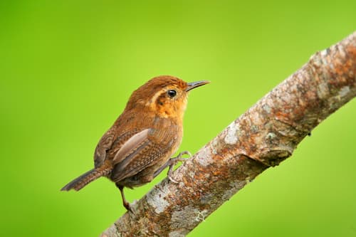 Mountain Wren