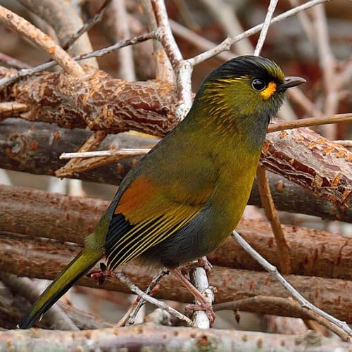 Taiwan Liocichla