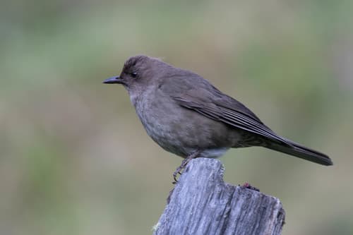 Mountain Thrush