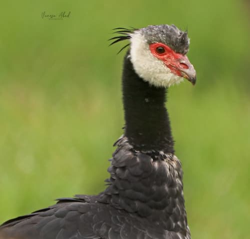 Northern Screamer