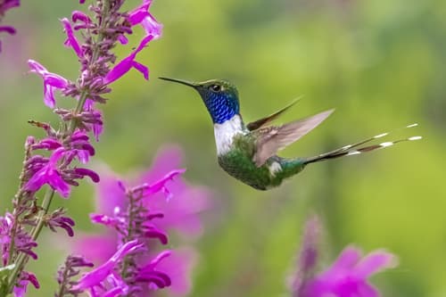 Sparkling-tailed Hummingbird