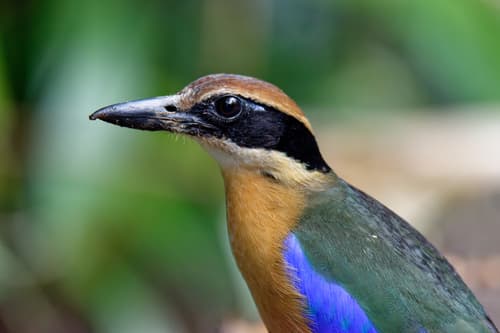Mangrove Pitta