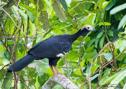 Blue-throated Piping-Guan