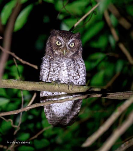 Middle American Screech-Owl