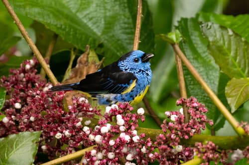 Turquoise Tanager