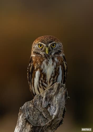 Austral Pygmy-Owl