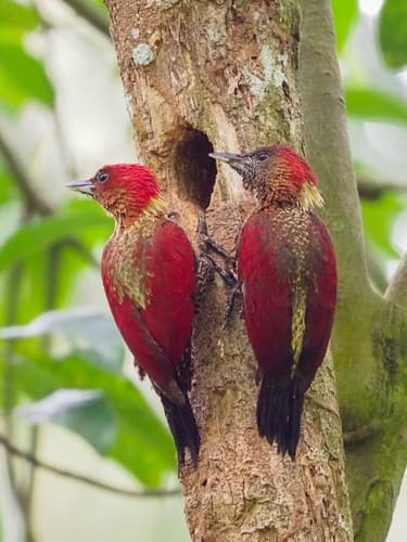 Banded Woodpecker