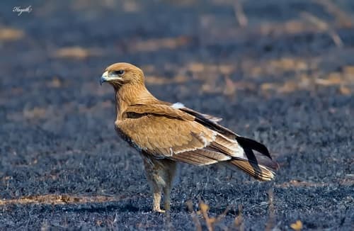 Indian Spotted Eagle