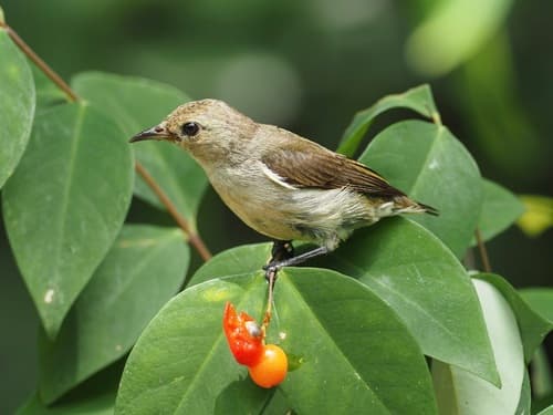 Plain Flowerpecker