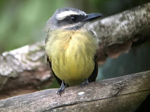 Golden-bellied Flycatcher
