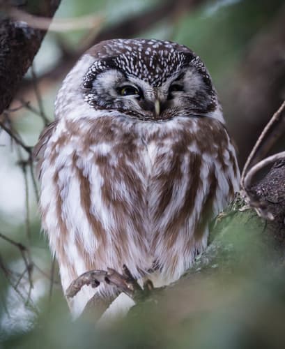 Boreal Owl