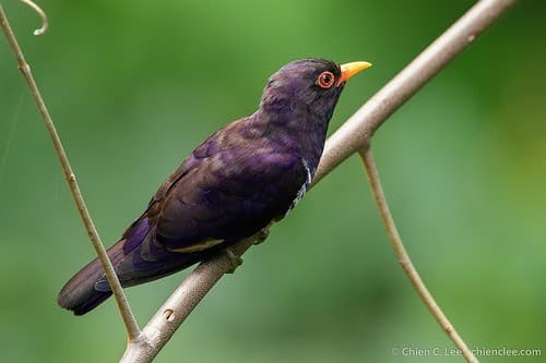 Violet Cuckoo
