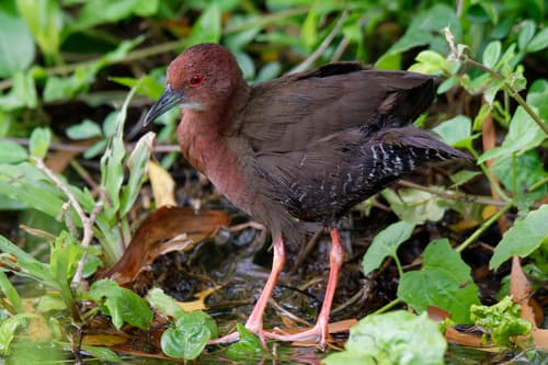 Ruddy-breasted Crake
