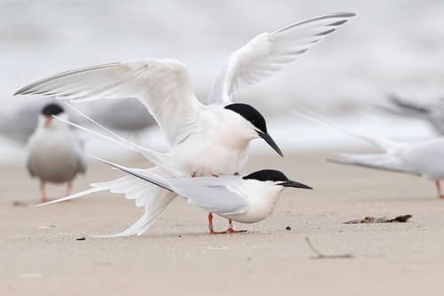Roseate Tern