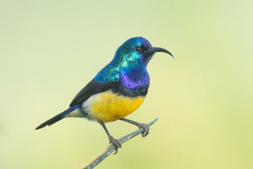 Variable Sunbird