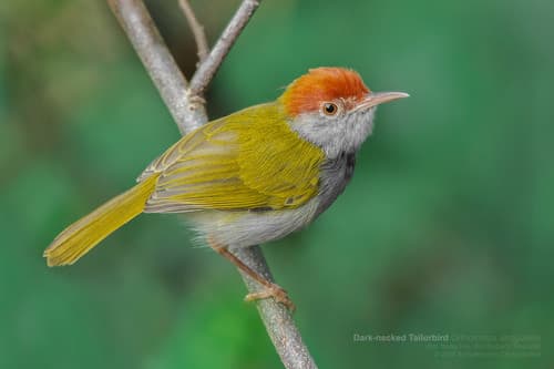 Dark-necked Tailorbird