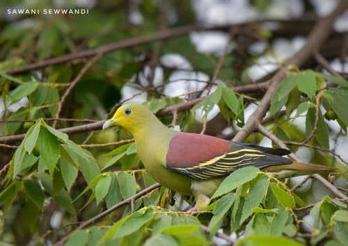 Sri Lanka Green-Pigeon