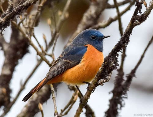 Blue-fronted Redstart