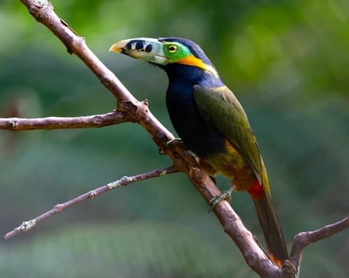 Spot-billed Toucanet