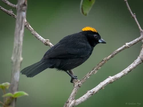 Tawny-crested Tanager