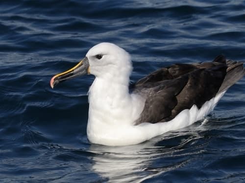 Indian Yellow-nosed Albatross