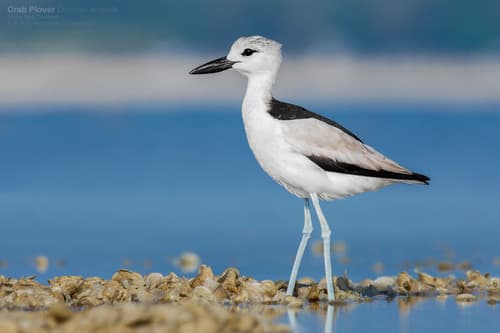 Crab-Plover