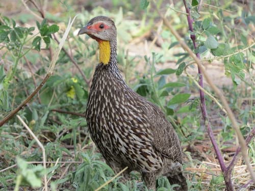 Yellow-necked Spurfowl