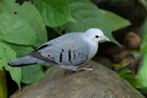 Blue Ground Dove