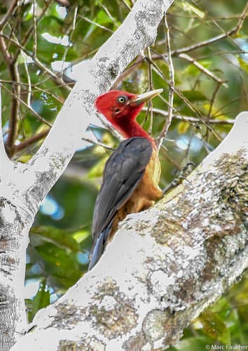 Red-necked Woodpecker