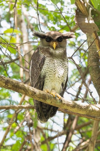 Barred Eagle-Owl