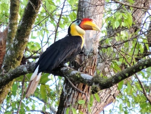 Wrinkled Hornbill