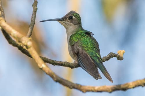 Wedge-tailed Sabrewing