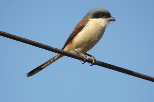 Burmese Shrike