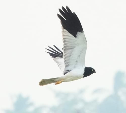 Pied Harrier