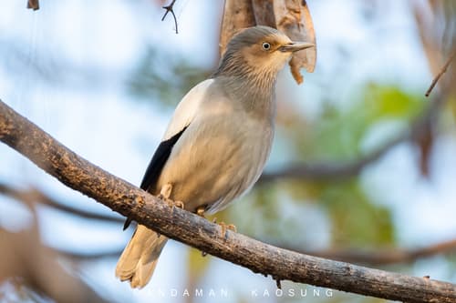 White-shouldered Starling