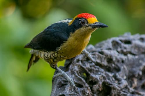 Golden-naped Woodpecker