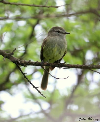 Greenish Elaenia