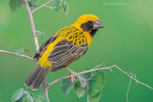 Asian Golden Weaver