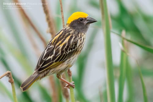 Streaked Weaver