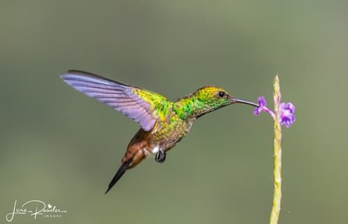 Copper-rumped Hummingbird
