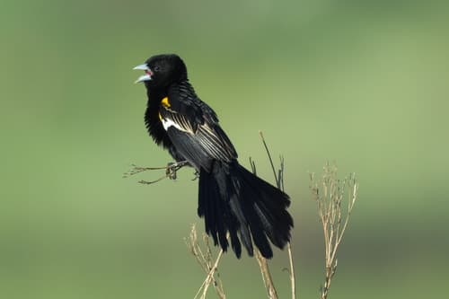 White-winged Widowbird