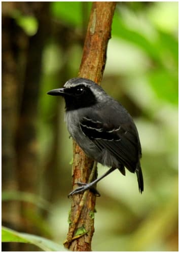 Black-faced Antbird