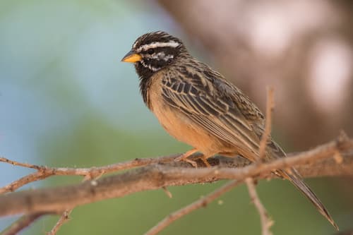 Cinnamon-breasted Bunting