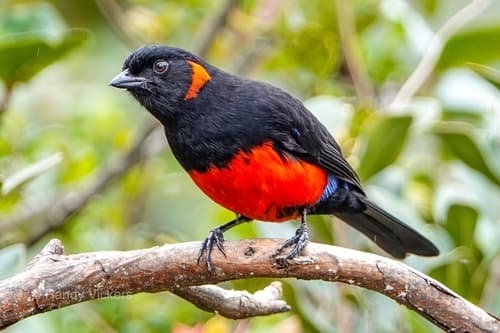 Scarlet-bellied Mountain-Tanager
